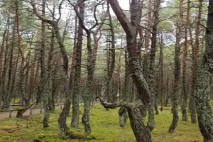 Куршская коса: земля древних куршей и великанши Неринги (из Калининграда) - 10