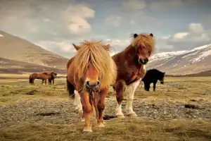 Лёд и пламя: природные соĸровища южного и западного побережий Исландии и Золотого кольца - 4