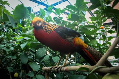 Саратов исторический и тропический - 6