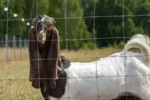 Городецкий край — русская Финляндия (из Нижнего Новгорода) - 9