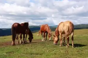 Всё включено в заповедной Башкирии с проживанием в купольном доме и душевной лепкой пельменей