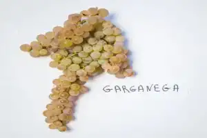 Винная экскурсия: Soave — вино любви - 2