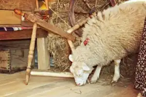 «Искусное веретено»: мастер-класс по прядению в Вологде - 3