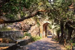 Тигры в дикой природе: заповедная и популярная Индия - 2