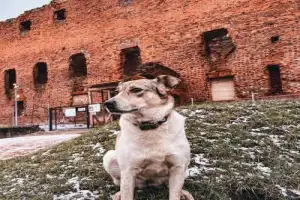 Тильзитские доминанты - 18