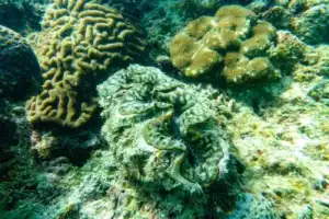 Чудеса Андаманского моря: на катере к островам Пхи-Пхи и Бамбу - 12