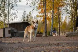 Иммерсивная экскурсия «Тайны Севера» - 7