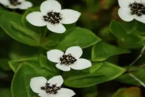 Сопка Мишукова — к лучшим видам на Мурманск - 11