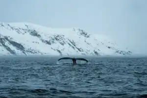 Арктические приключения: морская прогулка в поисках китов, Териберка и этническая деревня