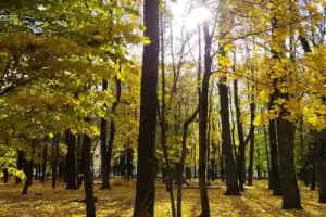 Сказочные жители Смоленска - 7