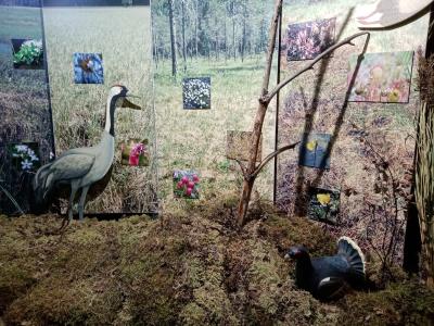 Карелия заповедная: прогулка по экотропе - 7