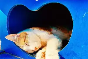 Фотопрогулка в Стамбуле: по Азии вдоль Босфора - 11