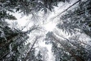 Новогодний маршрут из Петрозаводска: Чёртов стул + зимний пикник