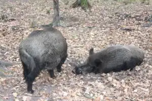 Трансфер из Бреста на экскурсию в Беловежскую пущу - 12