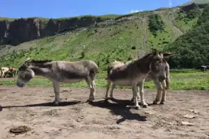 В гости к сусликам Джилы-Су из Ессентуков - 3