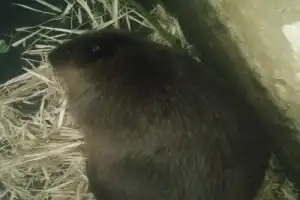 Воронеж и удивительный мир бобров - 14