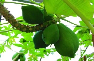 Саратов исторический и тропический - 3