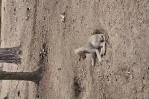 Из Бреста — в заповедный мир Беловежской пущи - 15