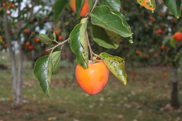 Гостеприимная Абхазия. Трансфер до р. Псоу. - 5