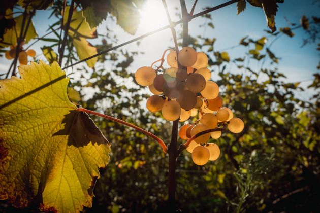 От лозы до тостов: Организованный Ртвели с традиционным застольем - 3