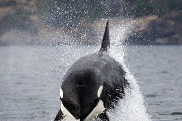 Морская прогулка и Териберка за 1 день - 1