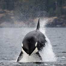 Морская прогулка и Териберка за 1 день