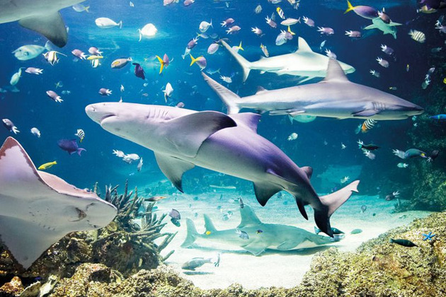 Поездка в Аквариум - билет + трансфер - 2