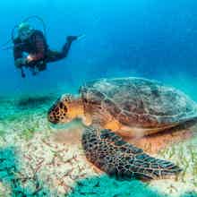 Дайвинг и подводные открытия в Анталии Дайвинг и подводные открытия в Анталии