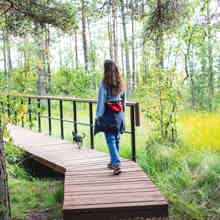 Природная экскурсия по экотропе Сестрорецкое болото