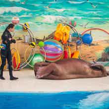 Парк «Ривьера» и шоу в большом Сочинском дельфинарии! Парк «Ривьера» и шоу в большом Сочинском дельфинарии!