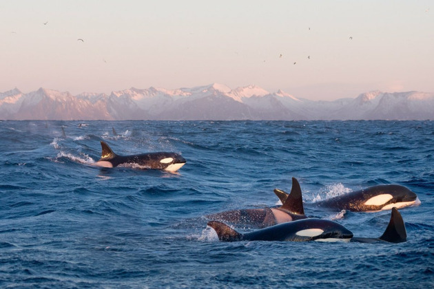 Киты. Поиск морских гигантов и невероятная Териберка - 8