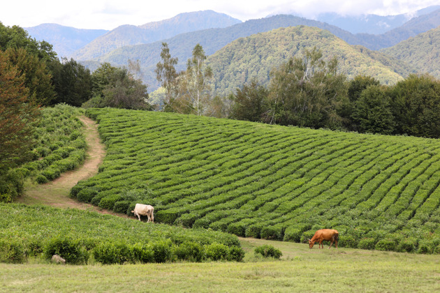Джип-тур в Солохаул: Чайные плантации и полет на воздушном шаре в Сочи! - 10