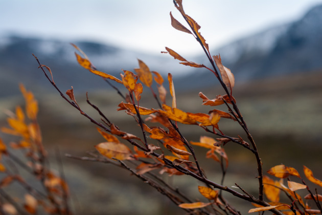 Хибины: однодневный джип-тур к подножью Куэльпорра - 15
