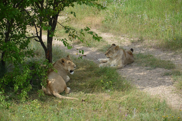 Сафари-парк львов «Тайган» - 4
