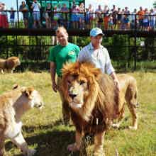 Поездка в парк львов «Тайган»