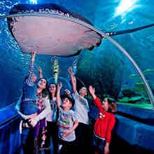 Поездка в Аквариум - билет + трансфер