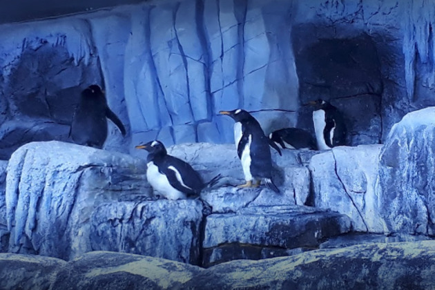 Поездка в Аквариум - билет + трансфер - 7