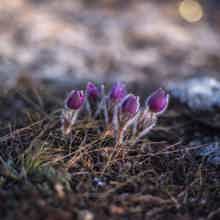 Охота за цветами