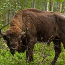 Двухдневное путешествие по Орловскому Полесью