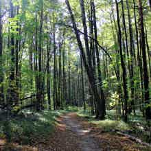 Подмосковная Карелия. Велесов камень и древнее городище Соколова гора Подмосковная Карелия. Велесов камень и древнее городище Соколова гора
