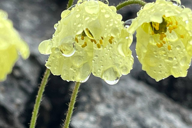 Хибины: однодневный джип-тур к подножью Куэльпорра - 7