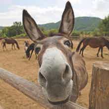 Житие-бытие ослиное Житие-бытие ослиное