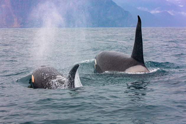 Фотоохота на китов в Териберке - 6