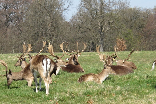 Биосферный заповедник под защитой ЮНЕСКО и Парки Дублина - 1