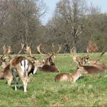 Биосферный заповедник под защитой ЮНЕСКО и Парки Дублина