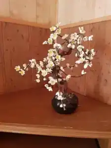 Веселый Рапан - 25