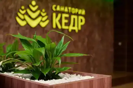 Кедр - 11
