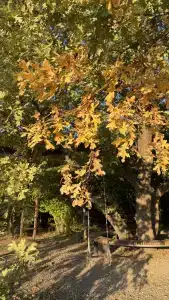 Птица в гнезде - 16