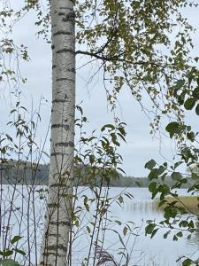 Лесные Дали - 20