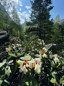 Вертикаль V - 13